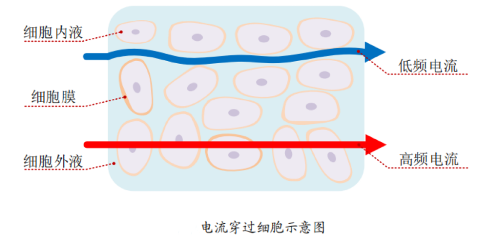 出体脂的？数据准确吗？一起来了解pg电子免费模拟器体脂秤是怎么测(图3)